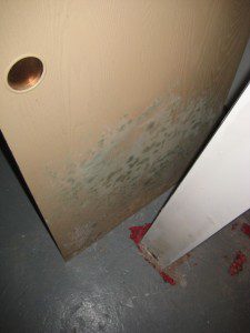 Mold Prevention Cedar City | Ally 1 Disaster Solutions 