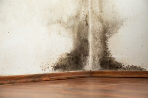 Mold Removal Cedar City, Mold Damage Cedar City